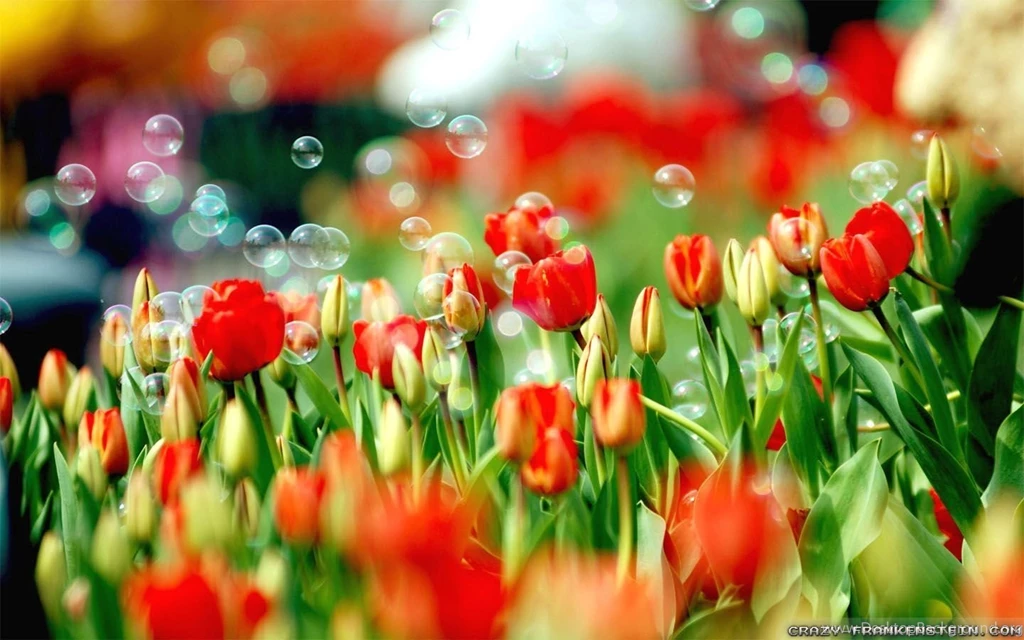 Spring Nature Wallpapers 2 Crazy Frankenstein