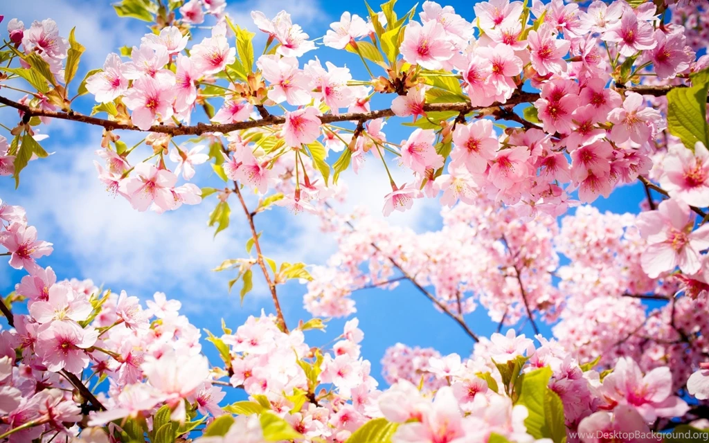 Beautiful Spring Flowering Forest Wallpapers And Images ...