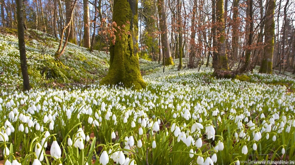 Spring Wallpapers, Download Highly Fulfilling Spring Wallpapers Free