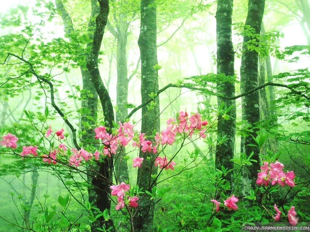 When Is Spring Wallpapers   Crazy Frankenstein