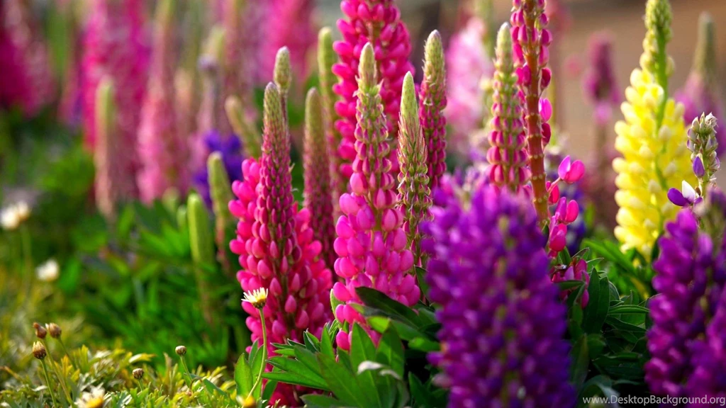 Download Free Hd Wallpapers Nature Spring