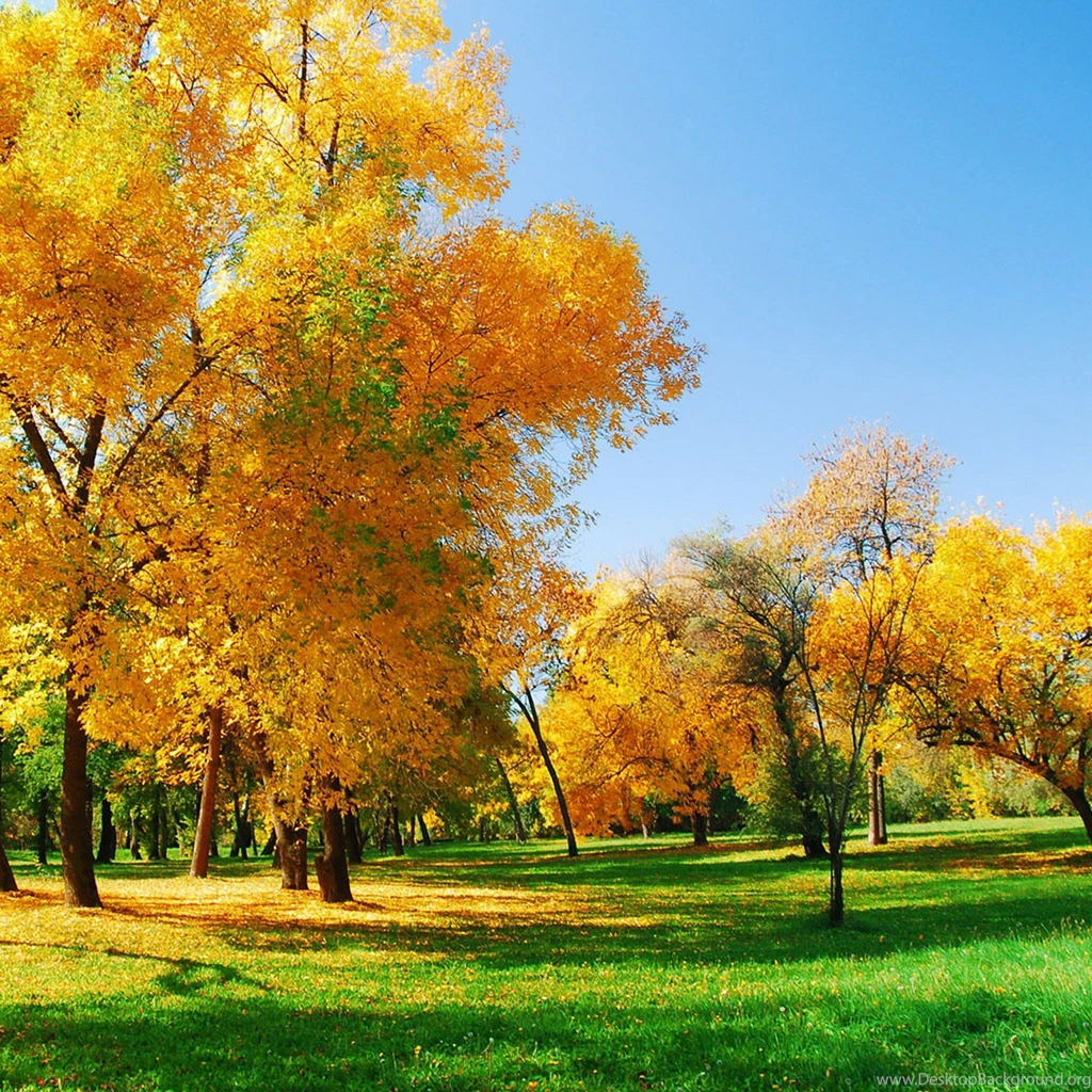 IWallpapers Nature Wallpapers Tree Spring