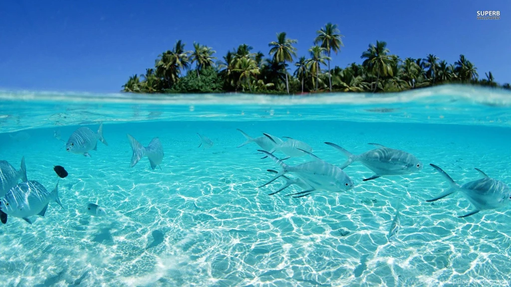 Tropical Fish Backgrounds