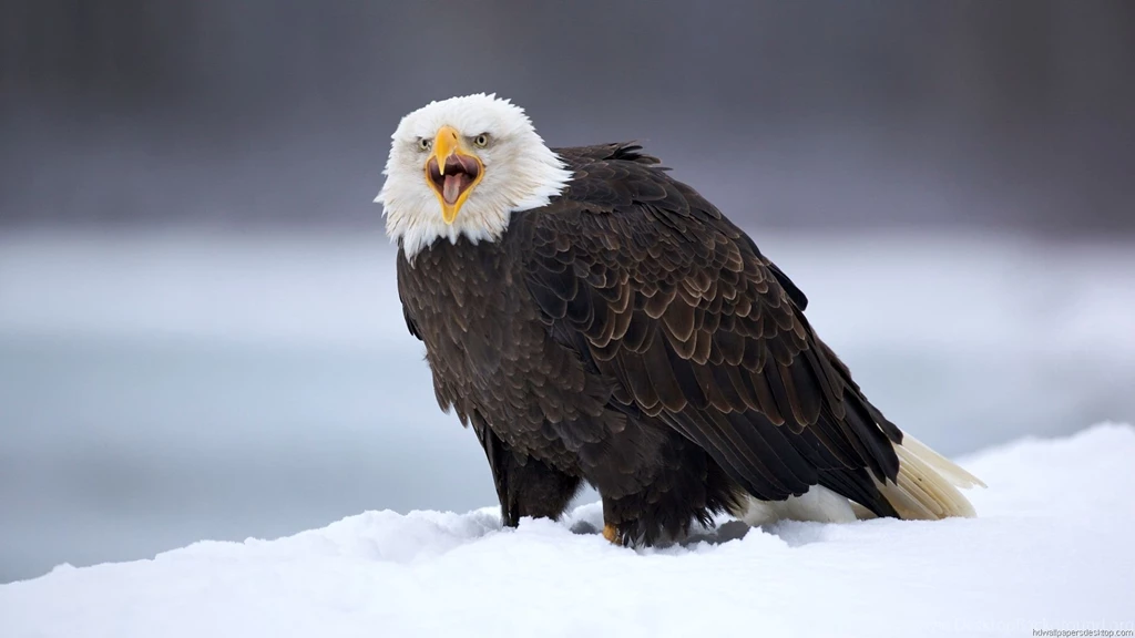 Gallery For Full Hd Wallpapers Animals