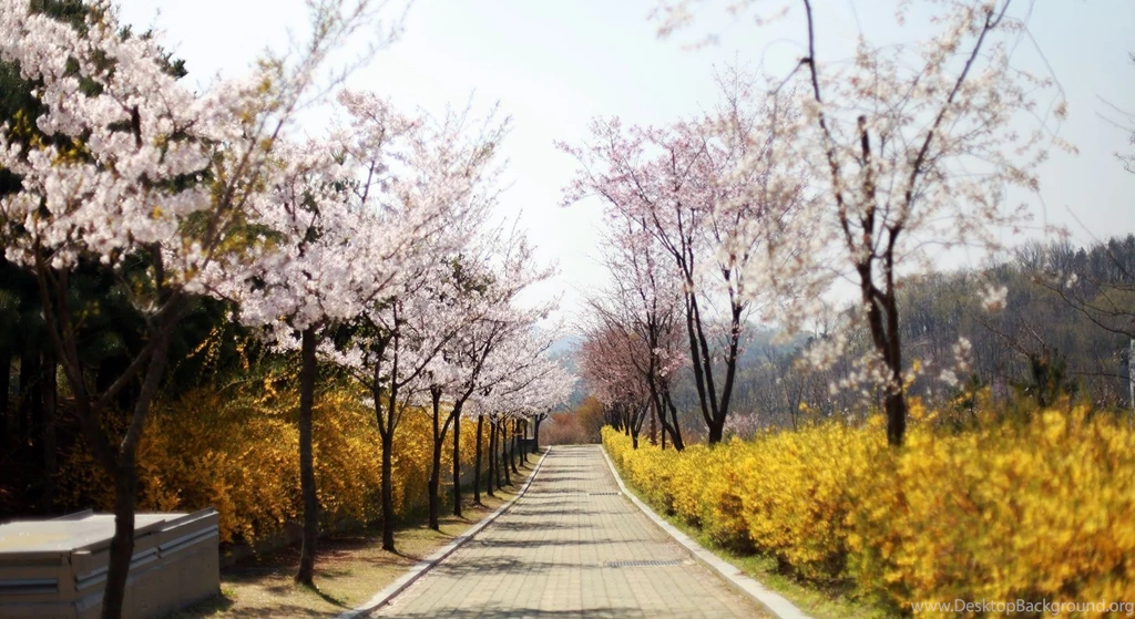 Cherry Blossoms Park Spring Wallpapers