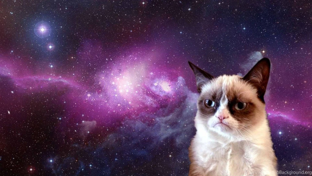 Cat In Space Wallpapers 1919x1199   (