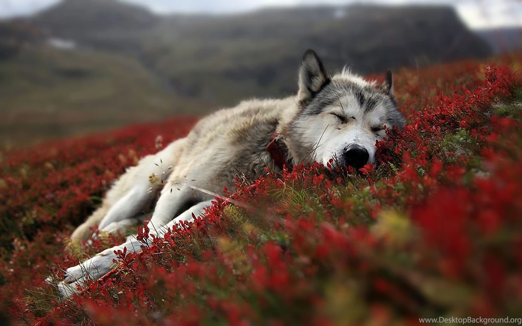 Gallery For Wolve Wallpapers