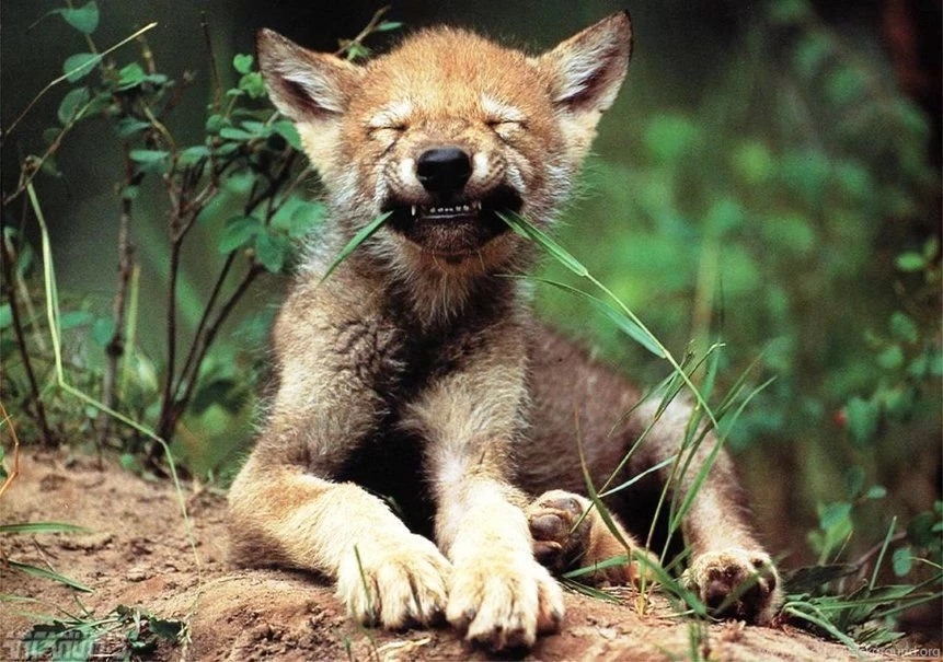 Gallery For Baby Wolves Backgrounds