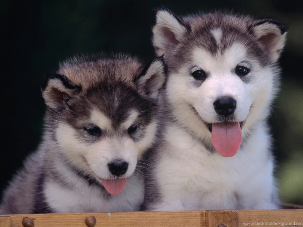 Desktop With A Wolf Wallpapers Free Wallpaper Images
