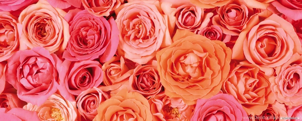 Free Wallpapers Free Flower Wallpapers Dual Screen Flower ...