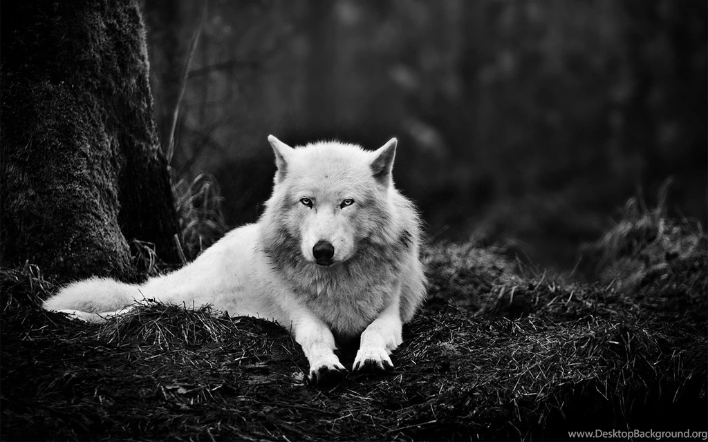 Gallery For Home Wallpapers Wolf
