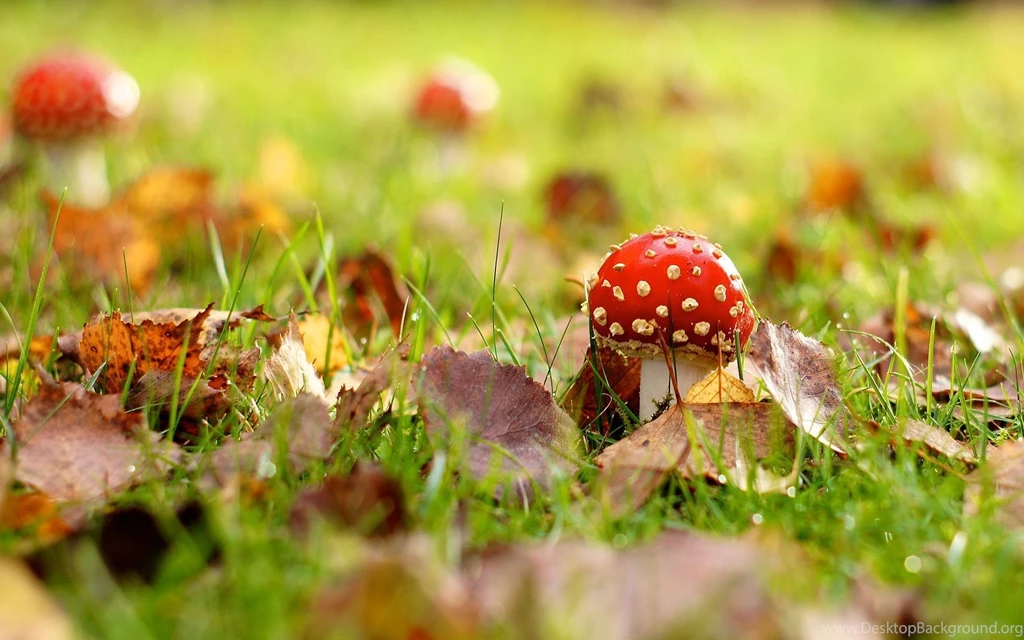 1920x1200 Macro, The Mushroom, The Fly Agaric, Foliage, Autumn ...