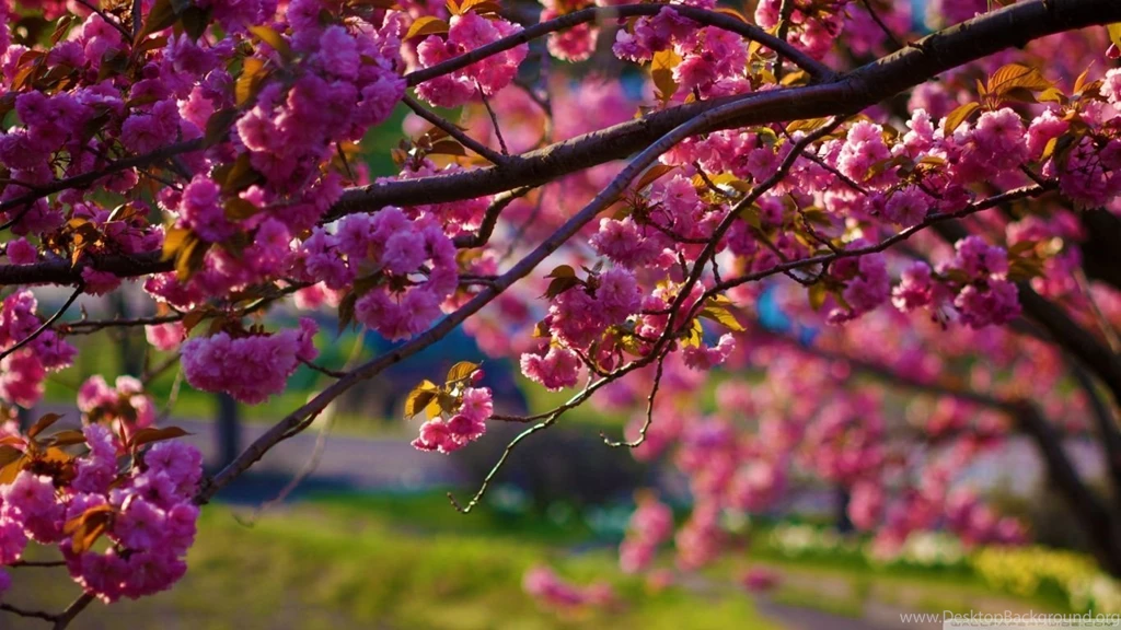 Spring Walk Away HD Desktop Wallpapers : High Definition ...