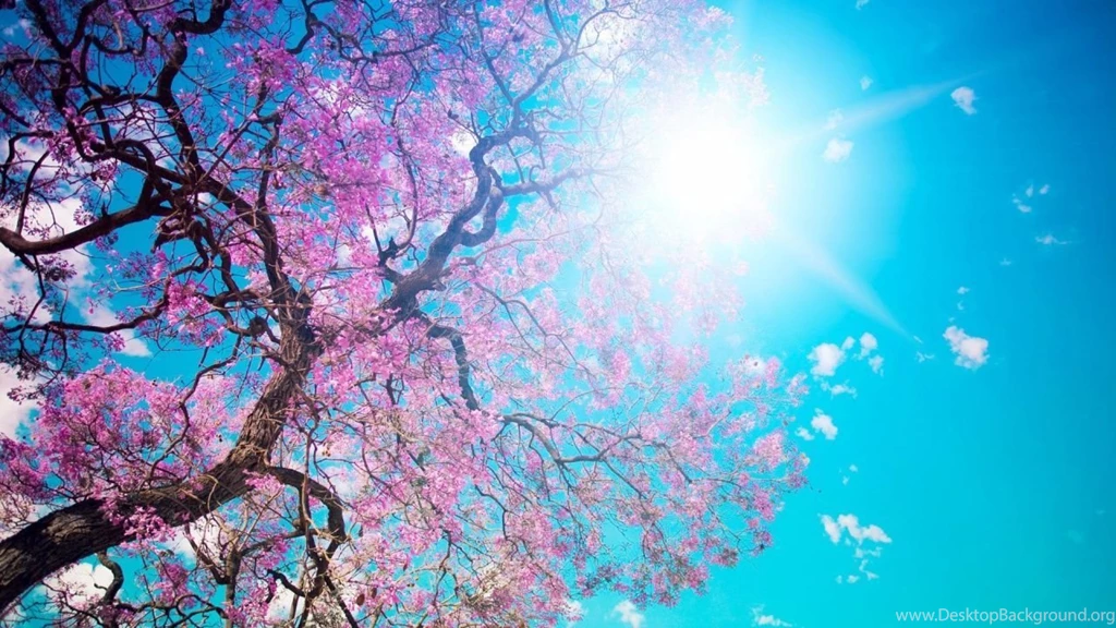 Blooming Spring Wallpapers
