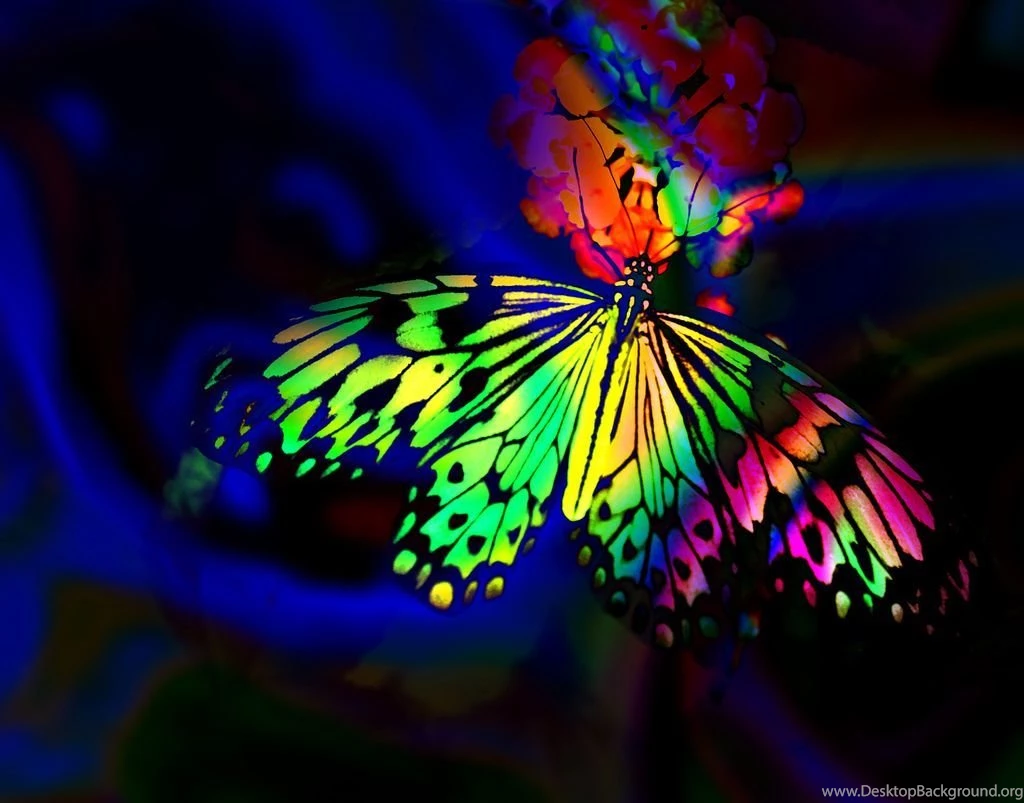 High Definition Butterfly Wallpapers For Free Download