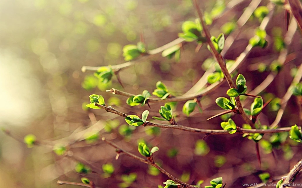 Tree, Shoots, Spring, Green Leaves, Photo, Nature, Hd Wallpapers