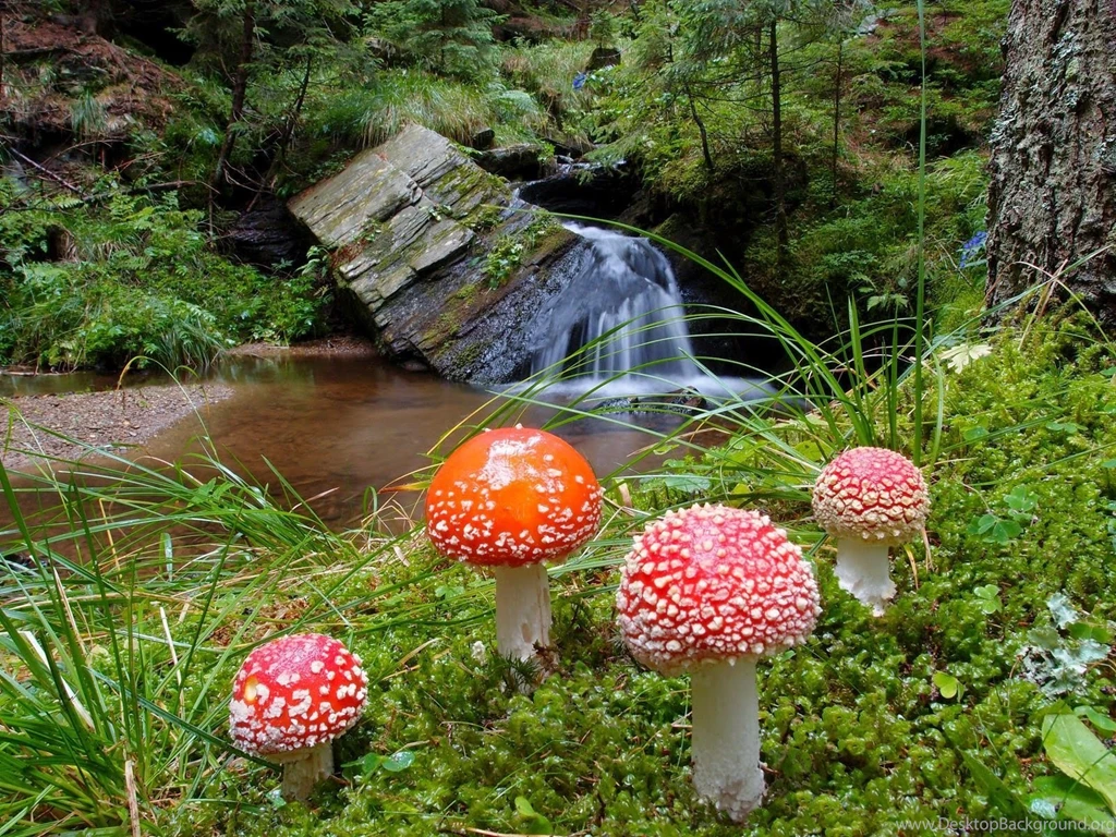 PHOTOGRAPHY] Amanita Muscaria Wallpapers   ART FOR YOUR WALLPAPER