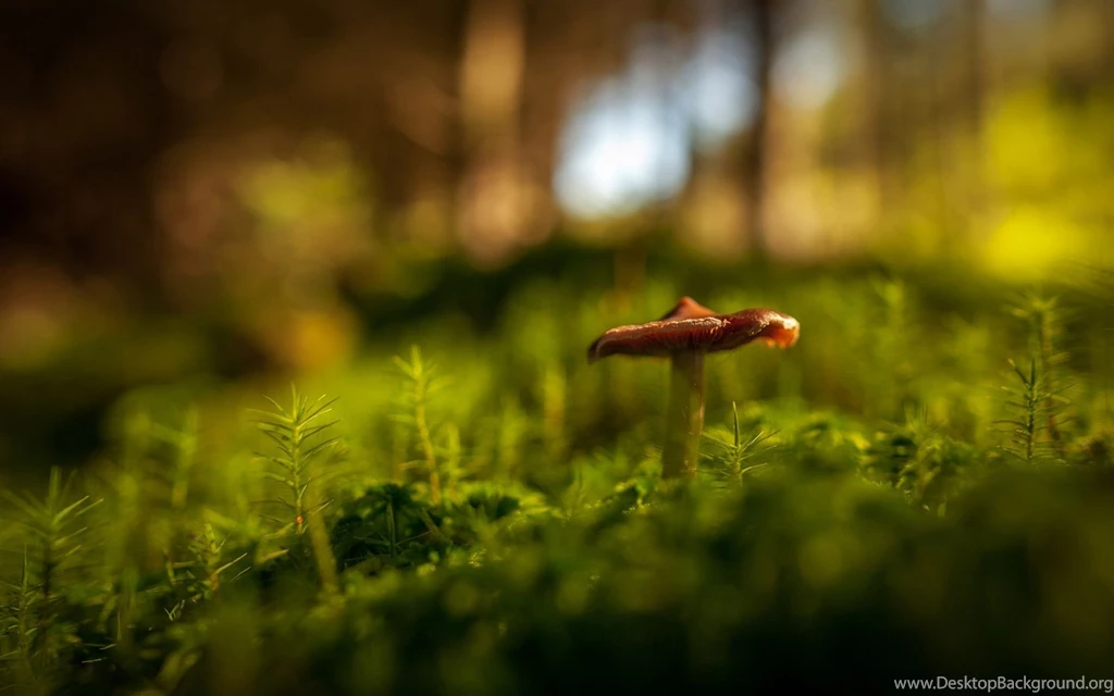 Gallery For   Mushroom Hd Wallpapers
