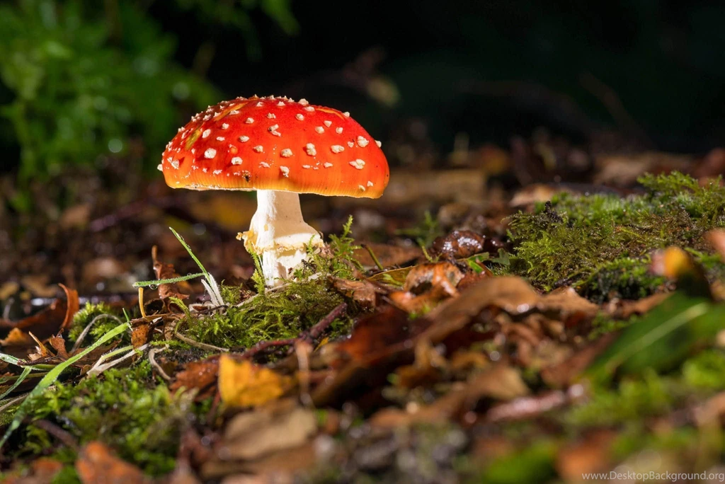 Mushroom Wallpapers And Desktop Backgrounds All HD Wallpapers