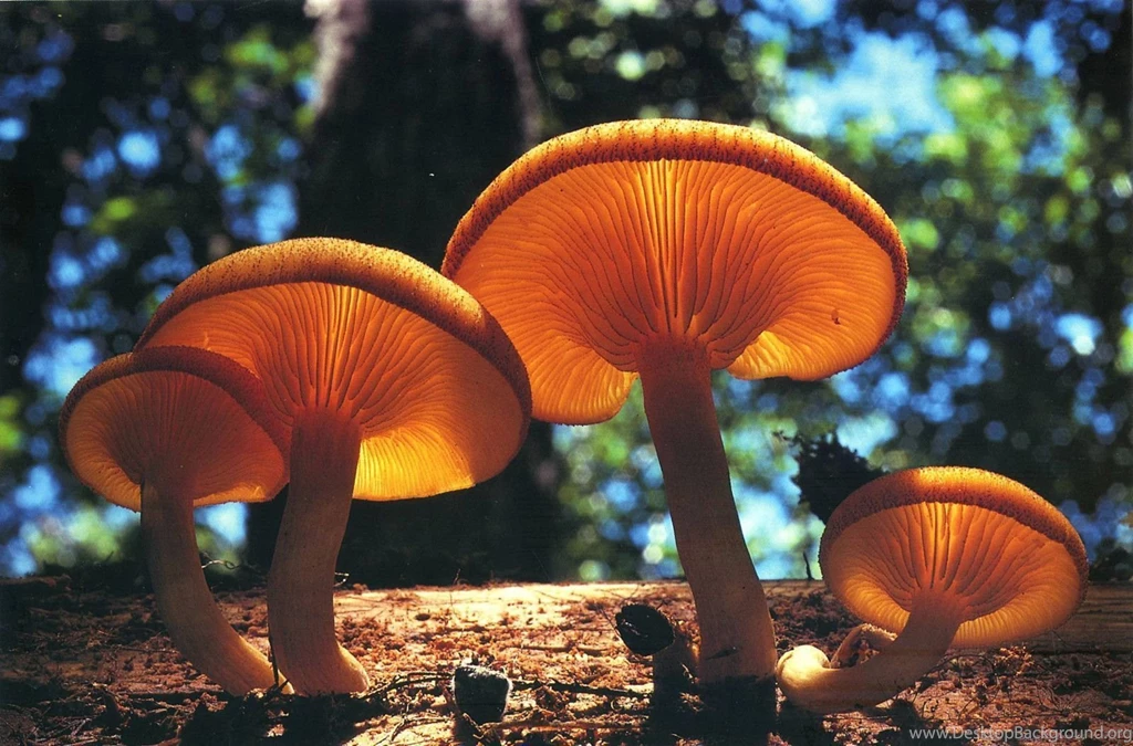 Mushroom Wallpapers