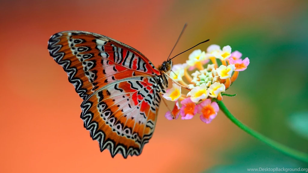 Butterfly On Flower Wallpapers