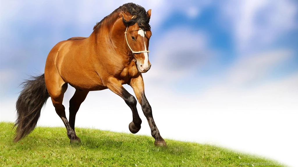 Gallery For Running Horses Wallpapers Hd