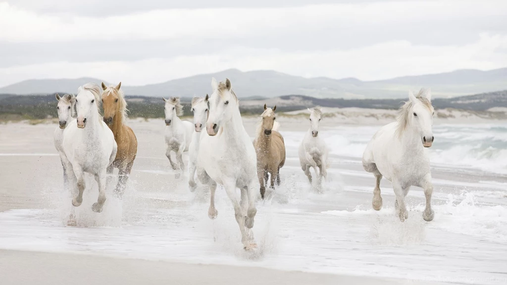 Horse Wallpapers HD Free Download
