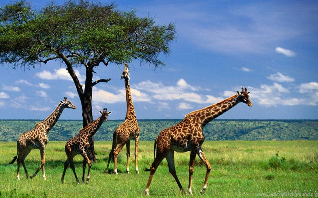Giraffe hd wallpapers   Wallpapers Wave