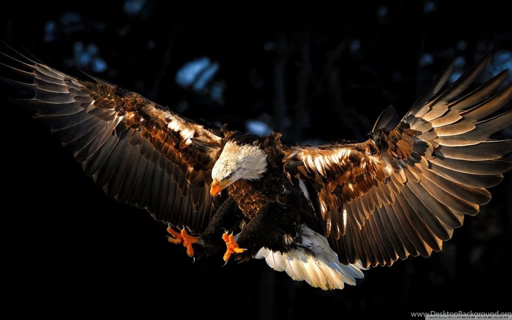 Eagle