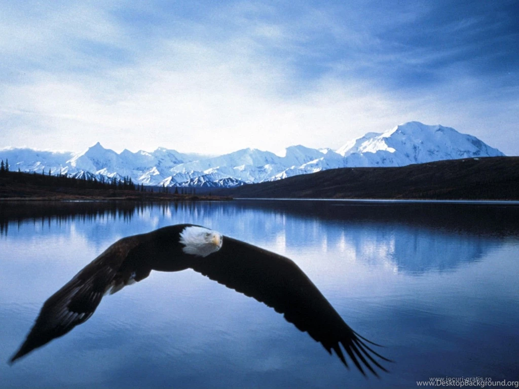 Eagle Wallpapers