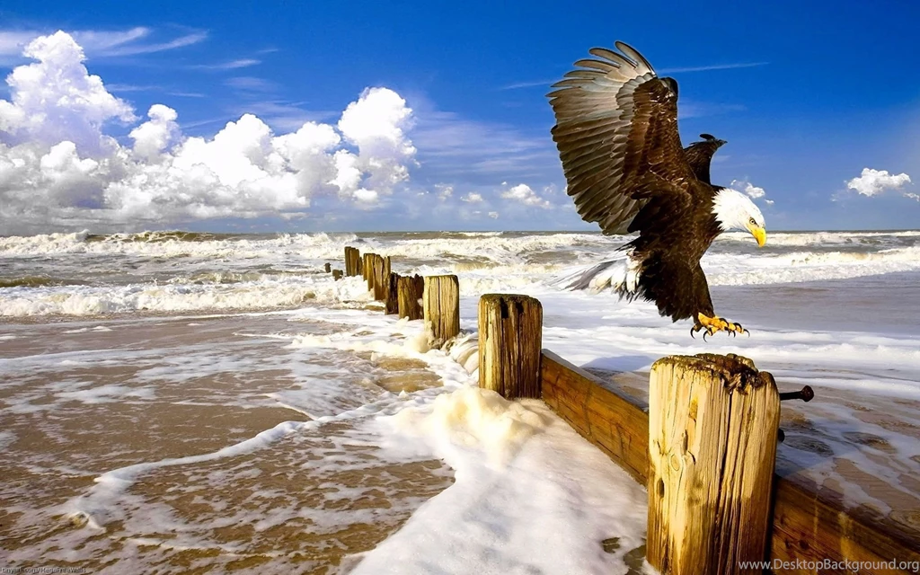 High Definition Eagle Wallpapers For Free Download