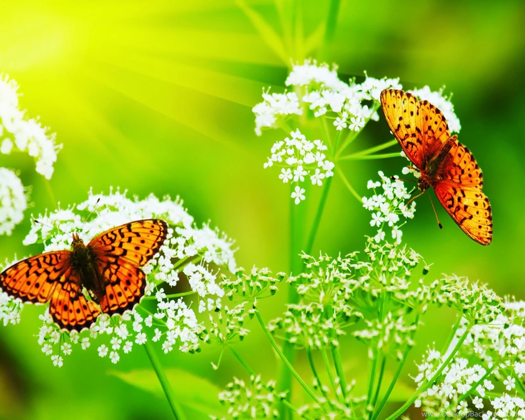 FreePhotoz Daily Wallpapers & Backgrounds Animals > Butterflies