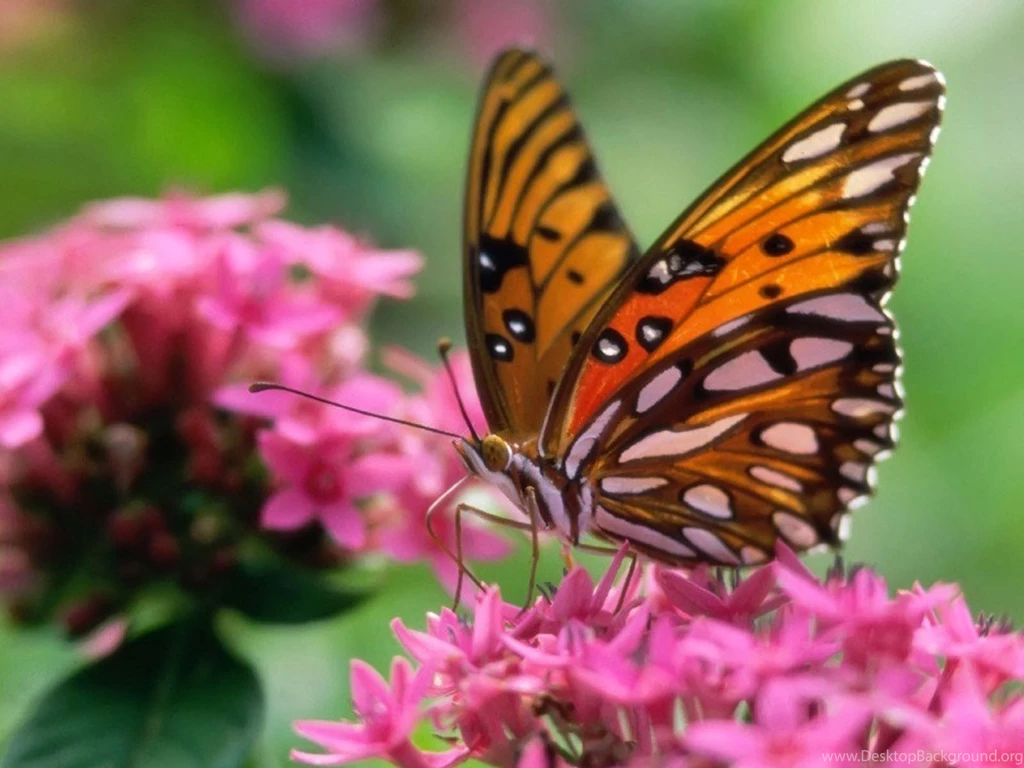 Wallpapers: Butterfly Desktop Wallpapers