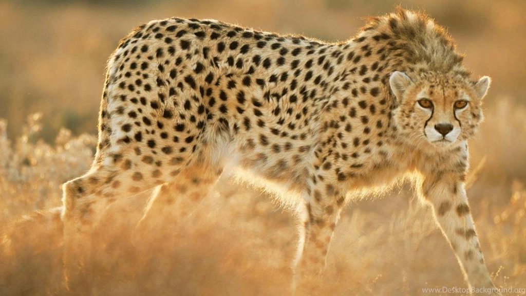 Cheetah Wallpapers (