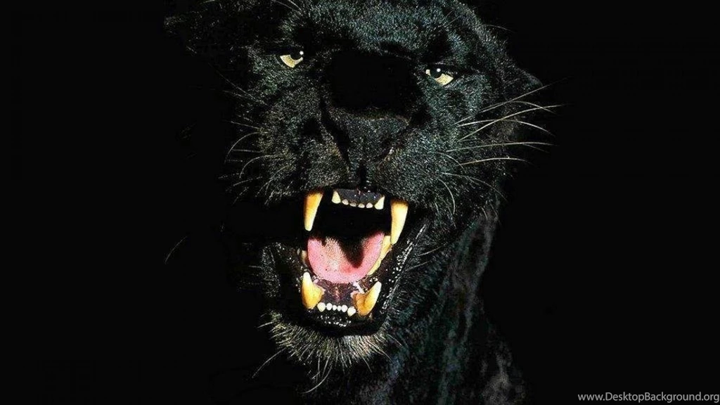 Black Cheetah Wallpapers