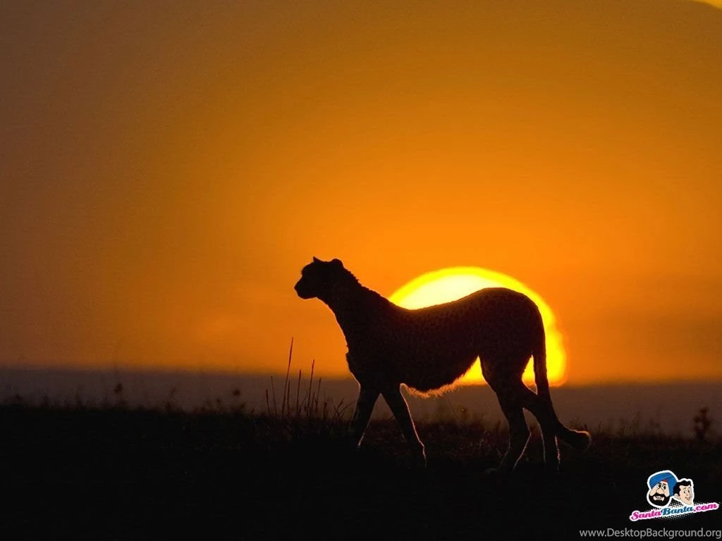 Free Download Cheetah HD Wallpapers