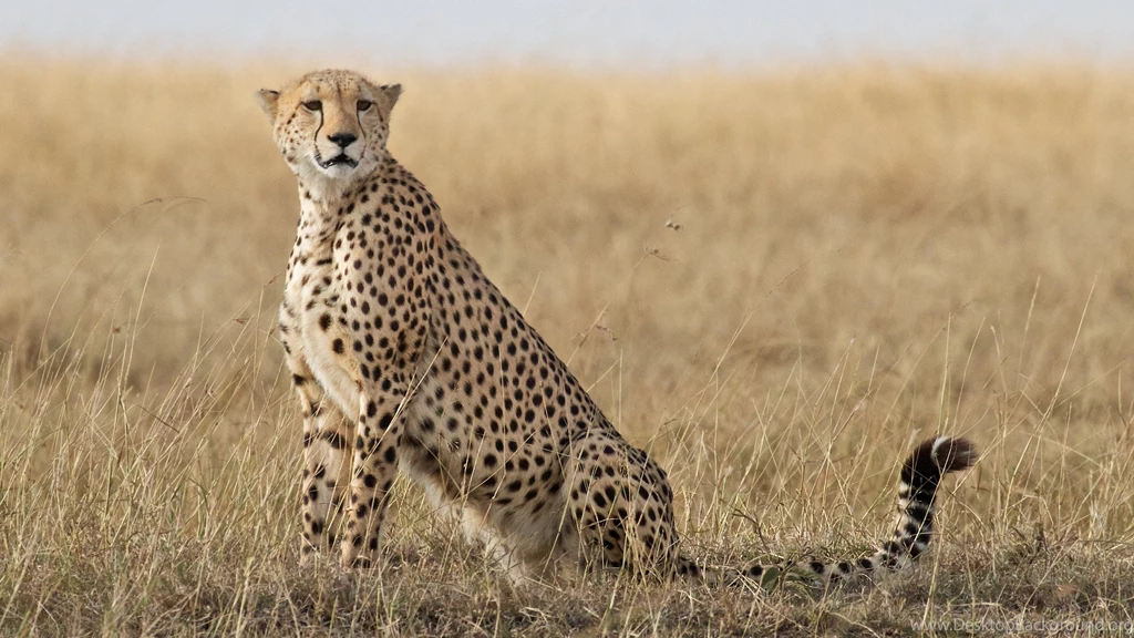 Cheetah Wallpapers :: HD Wallpapers