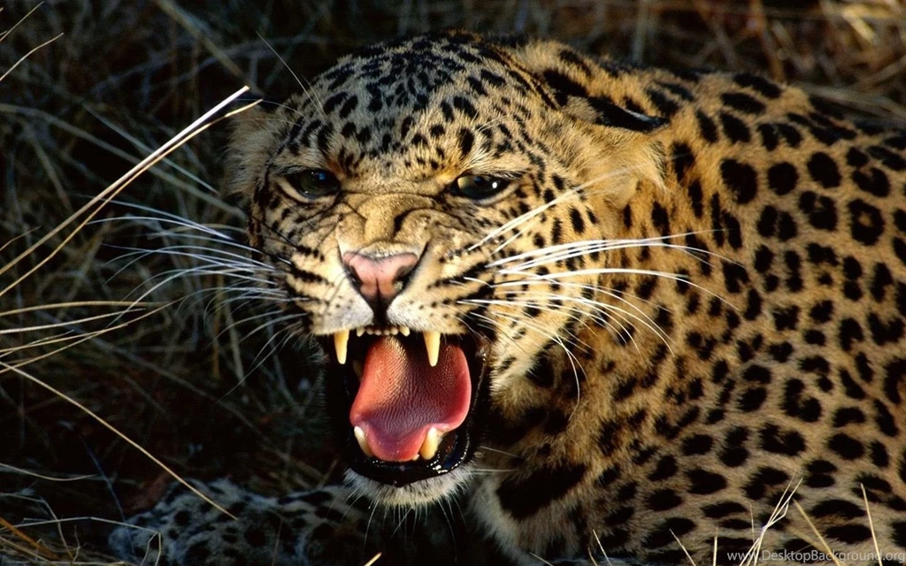 Snarling Cheetah Wallpapers