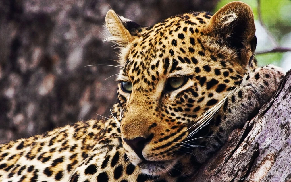 Leopard Computer Wallpapers, Desktop Backgrounds