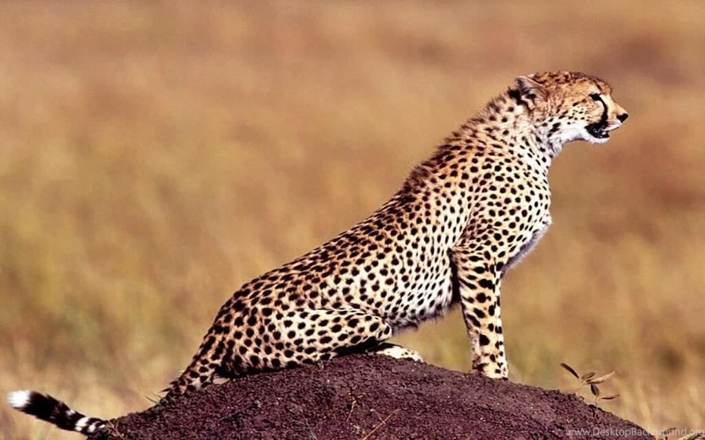 Animals Cheetah Wallpaper HD.jpg