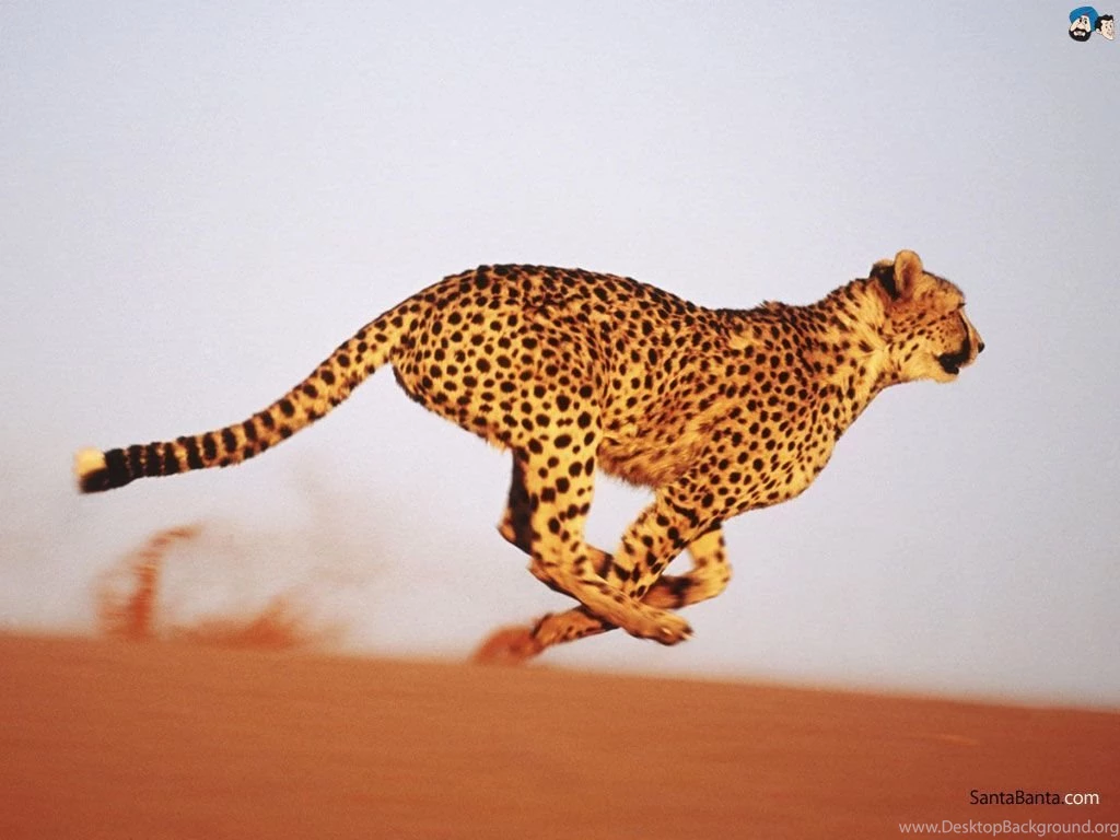 Free Download Cheetah HD Wallpapers