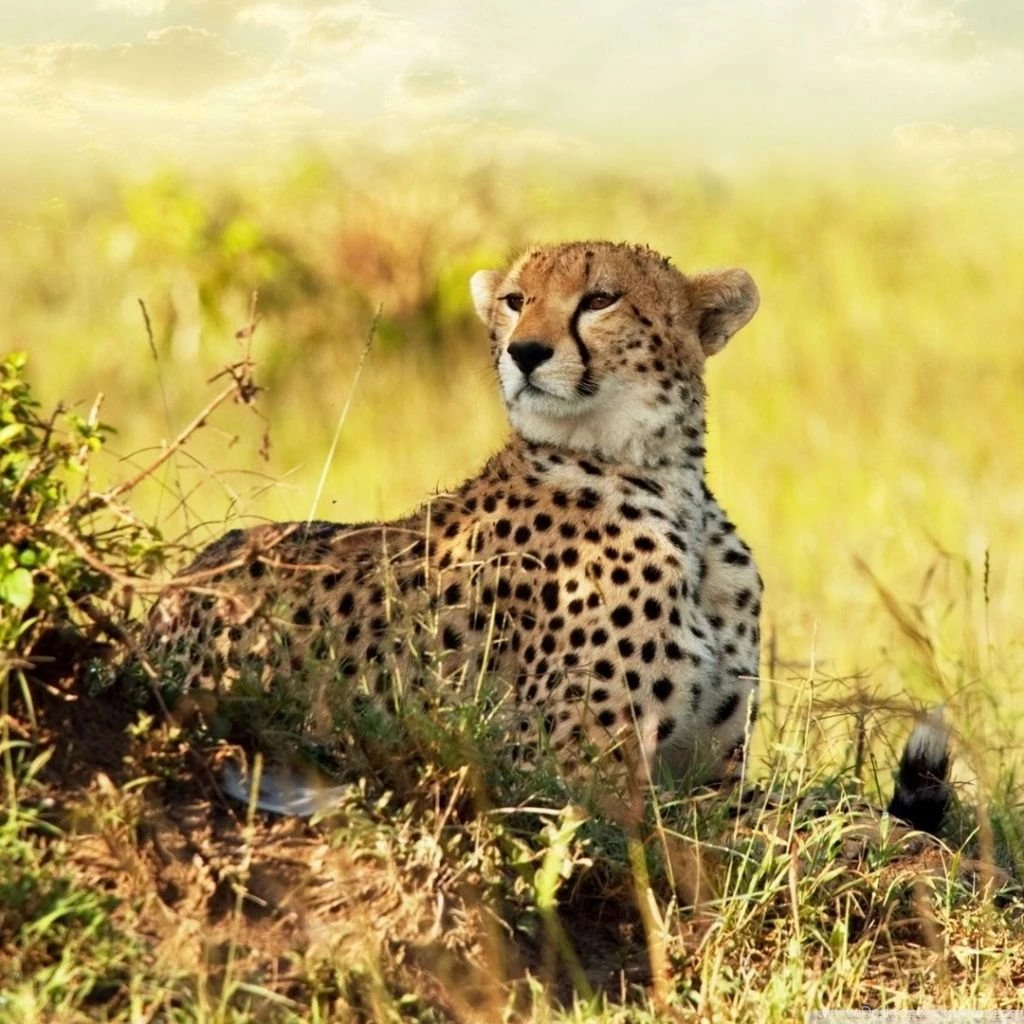 Cheetah HD Desktop Wallpapers : Widescreen : High Definition ...