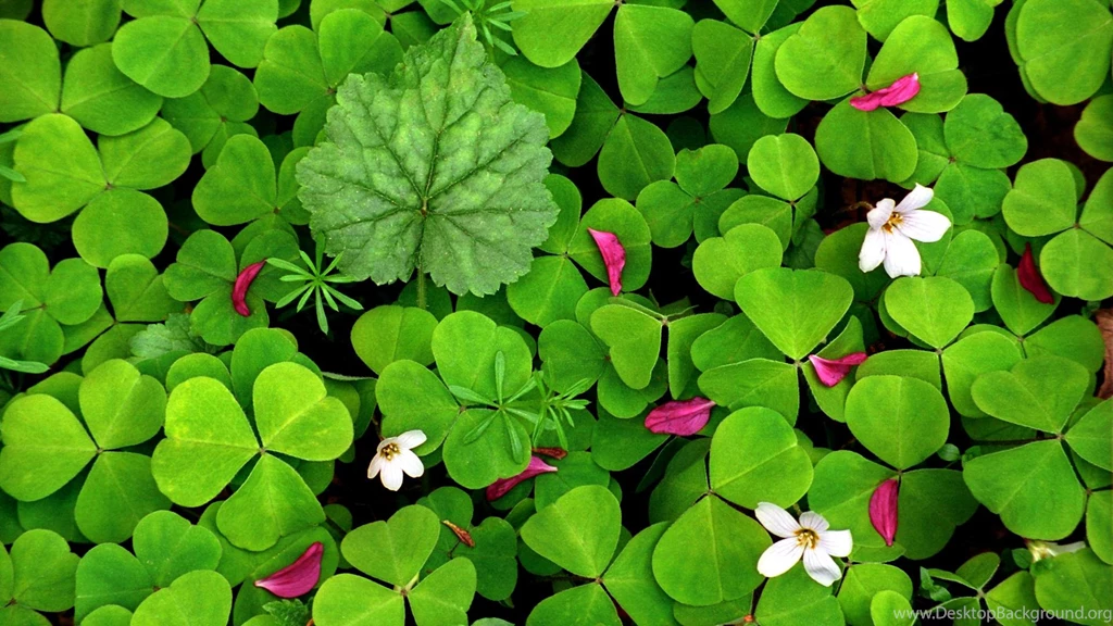 Spring Garden Desktop Wallpapers