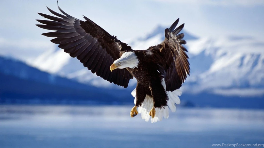 High Definition Eagle Wallpapers For Free Download
