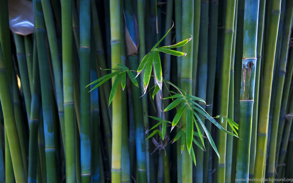 Gallery For Free Bamboo Desktop Wallpapers