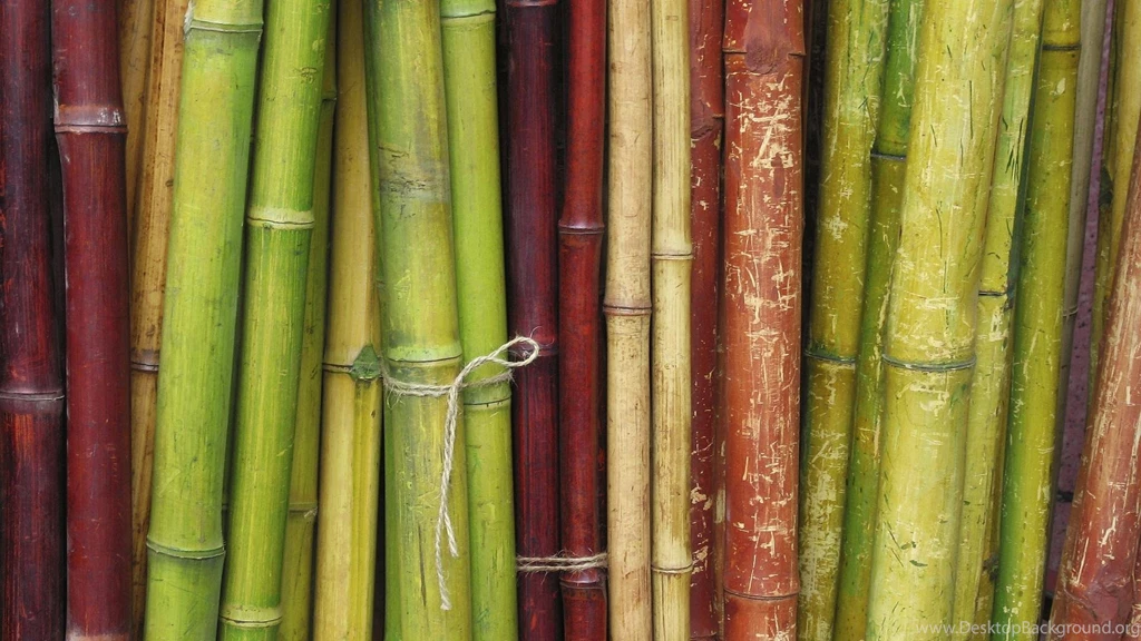 Bamboo 12.jpg