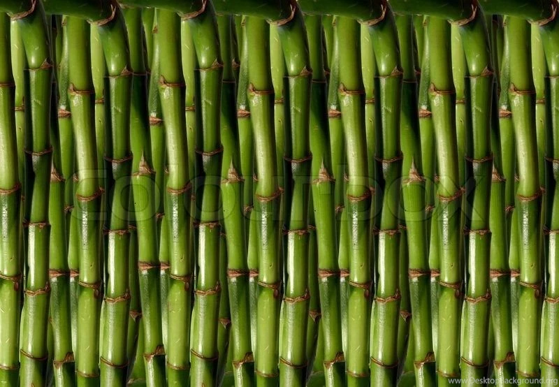 Bamboo Backgrounds Image