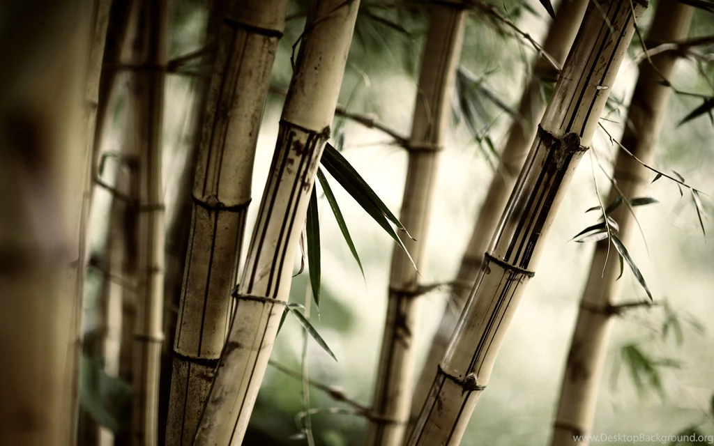Weathered Bamboo Wallpapers, Weathered Bamboo Myspace Backgrounds ...