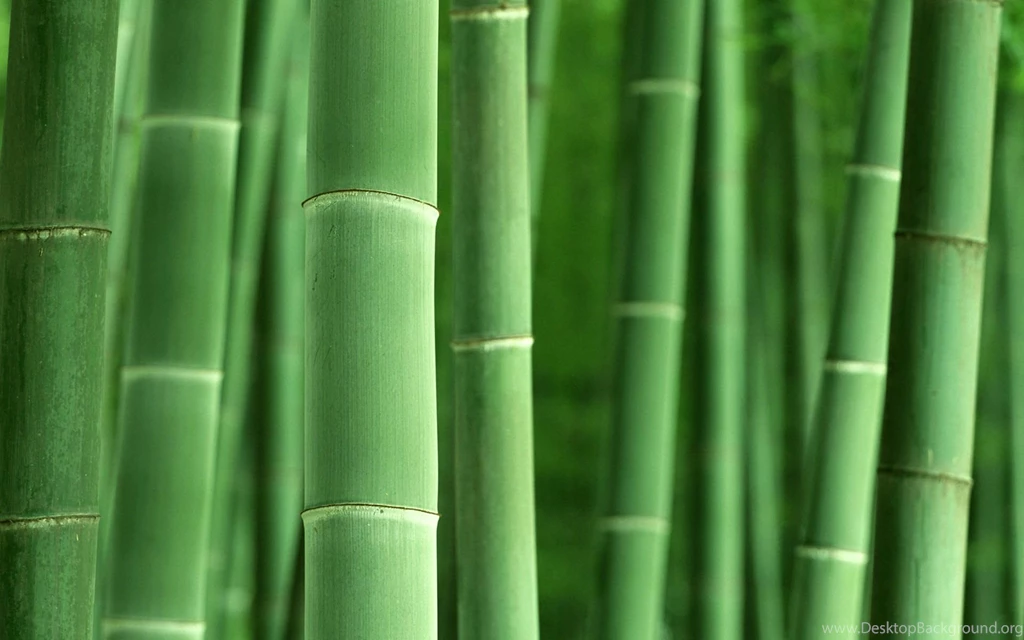 Bamboo Wallpapers >> Backgrounds With Quality HD
