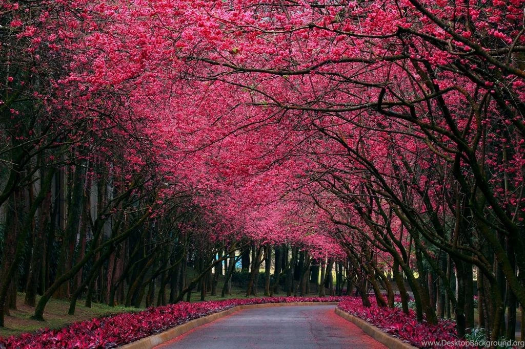 Cherry Blossom Live Wallpapers For Android Android Live Wallpapers ...